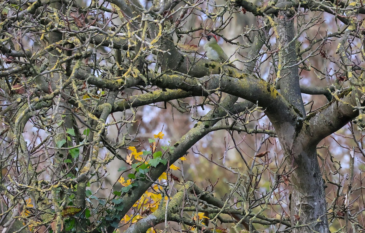 Eurasian Green Woodpecker - ML646859142