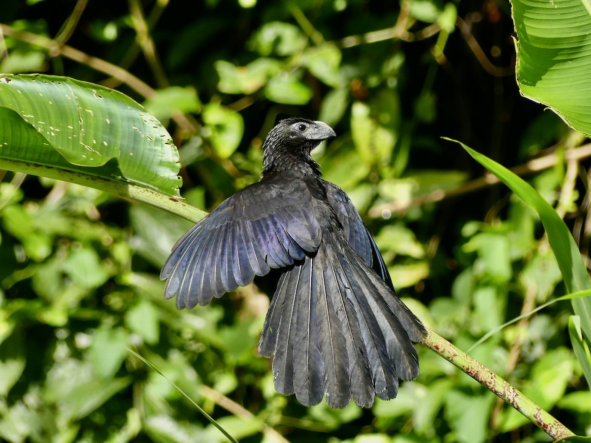 Groove-billed Ani - ML646859151