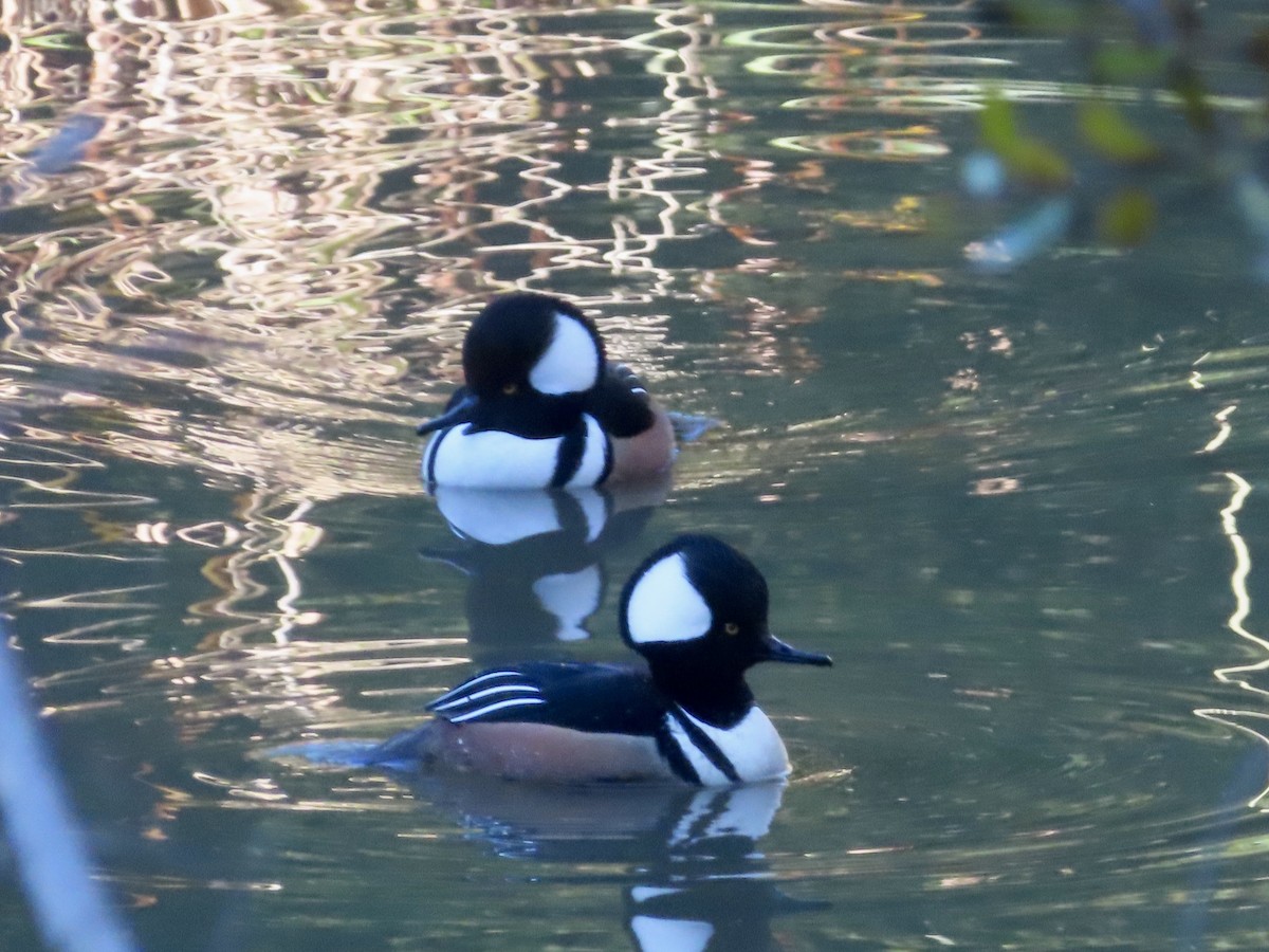 Hooded Merganser - ML646859156