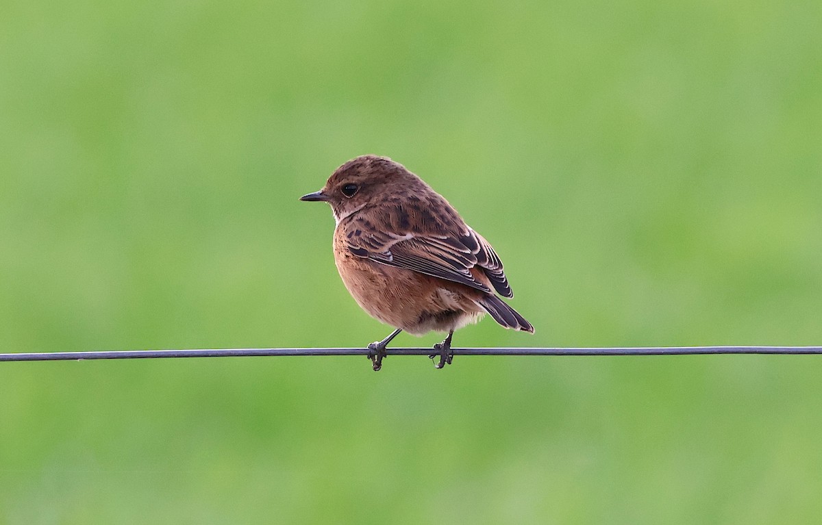 European Stonechat - ML646859157