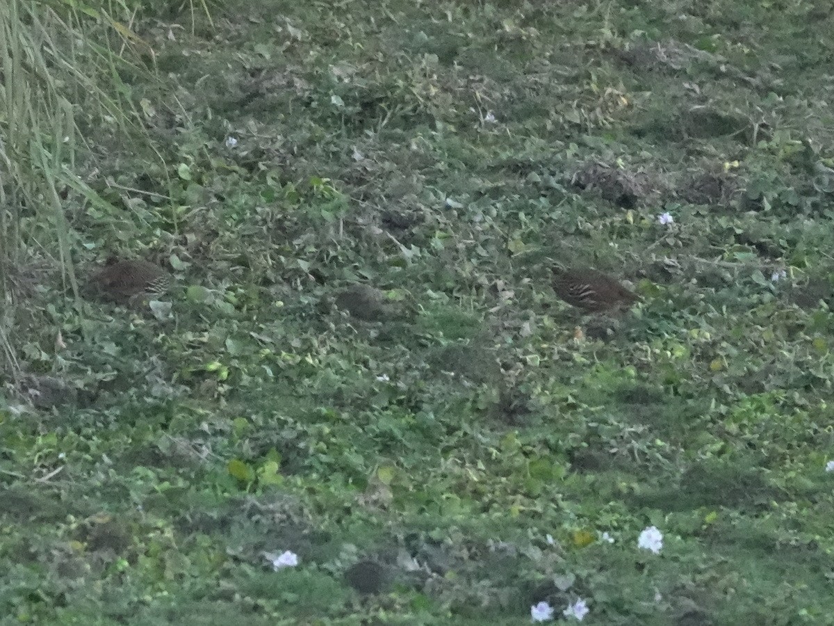 Swamp Francolin - ML646859159