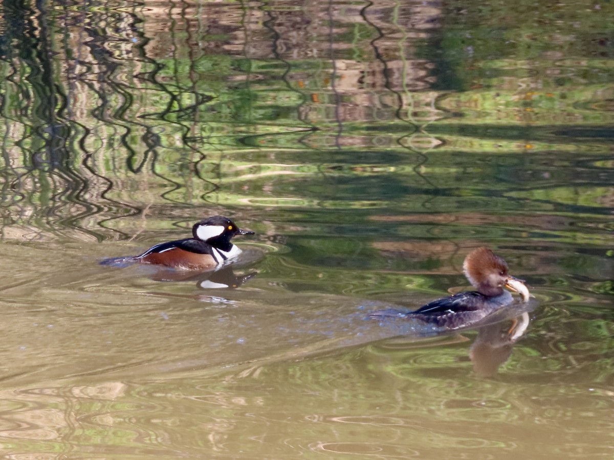Hooded Merganser - ML646859161