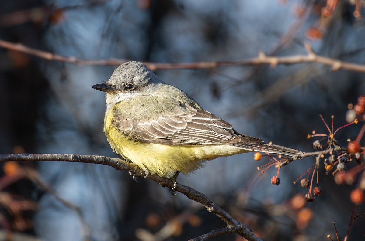 Western Kingbird - ML646859164