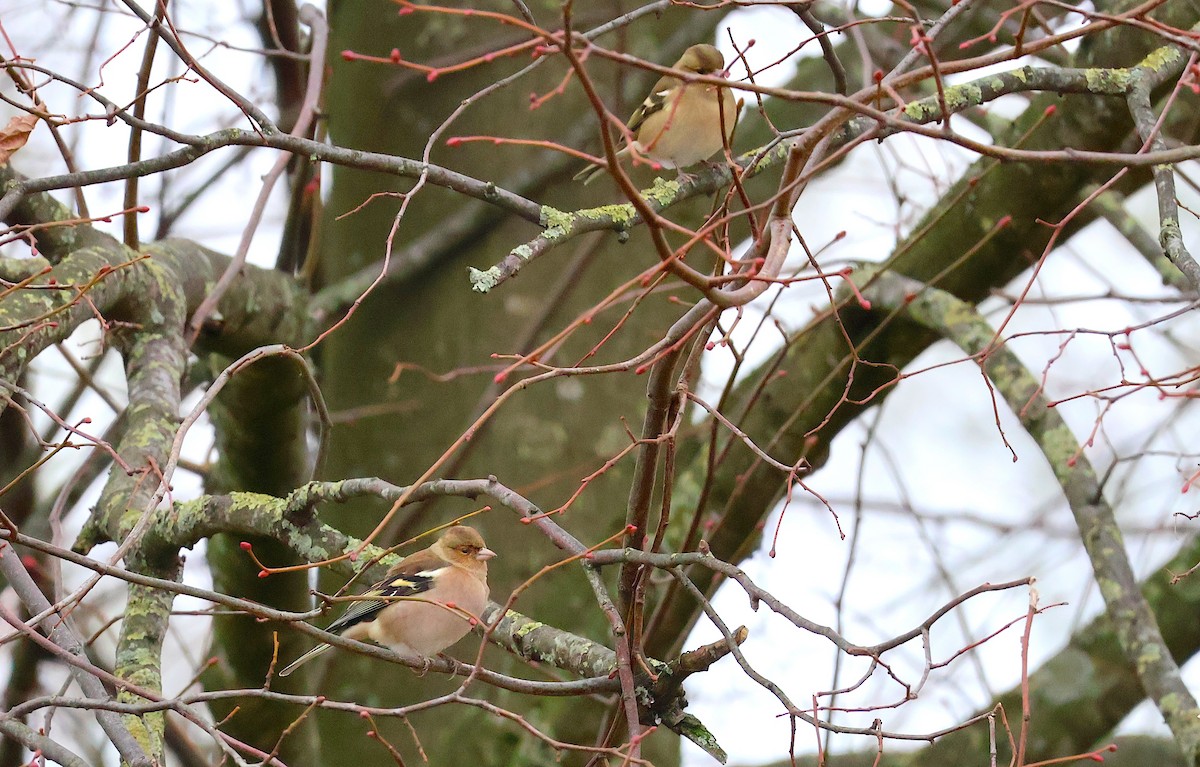 Common Chaffinch - ML646859165