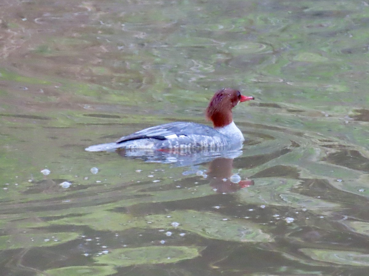 Common Merganser - ML646859168