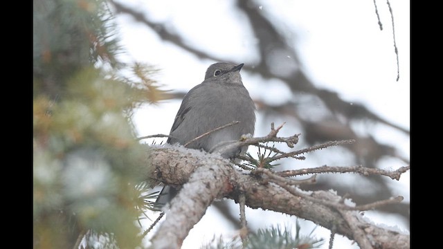 Townsend's Solitaire - ML646859169