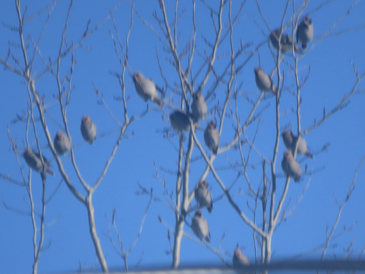 Ampelis Europeo - ML646859171