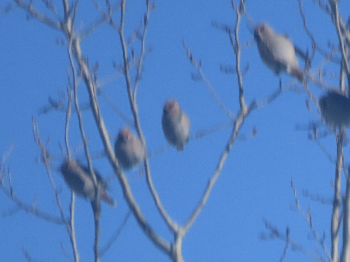 Ampelis Europeo - ML646859172