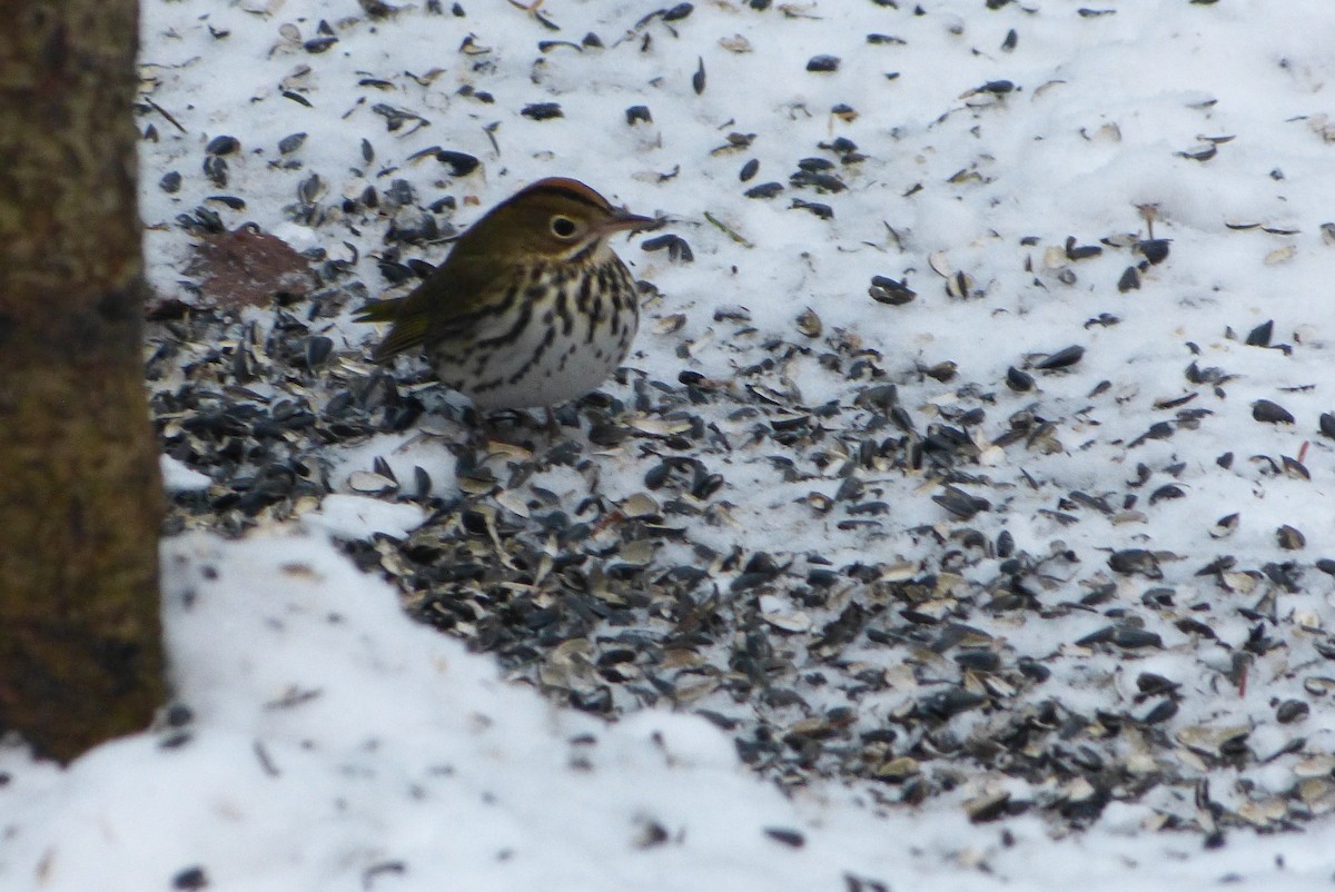 נחלית זהובת-כיפה - ML646859179