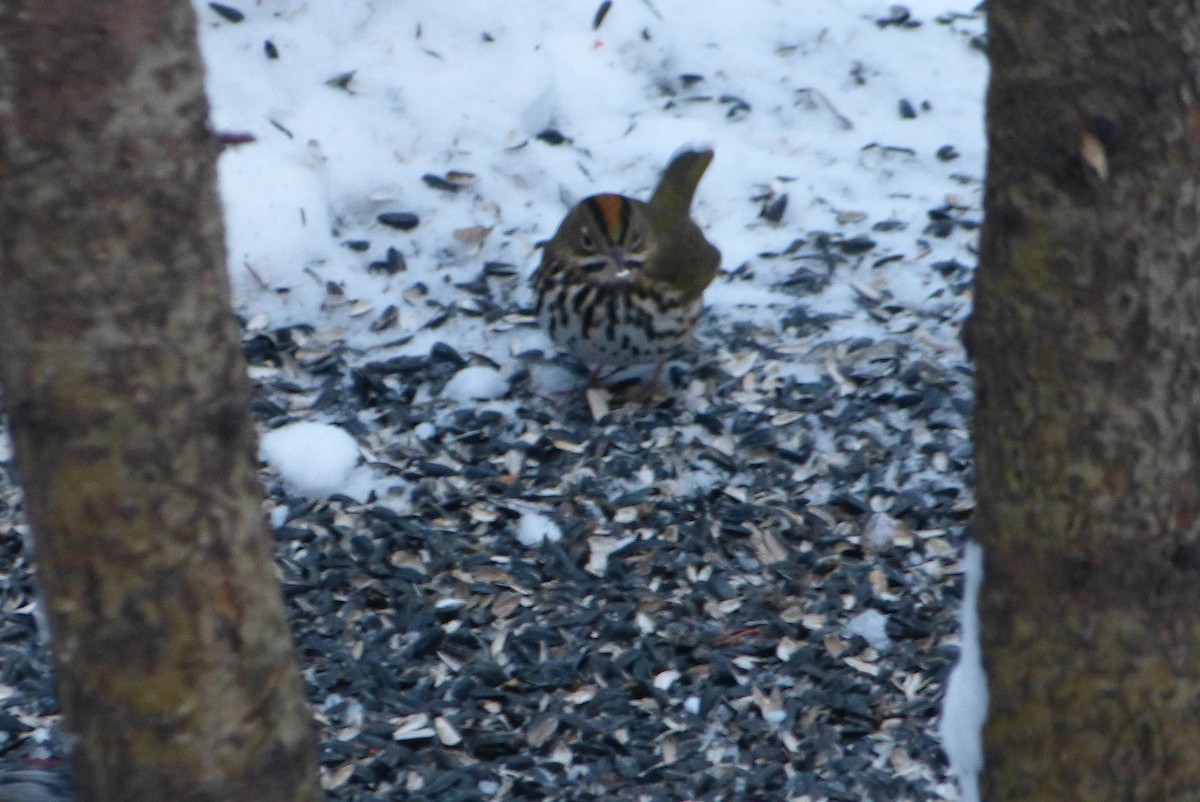 נחלית זהובת-כיפה - ML646859180