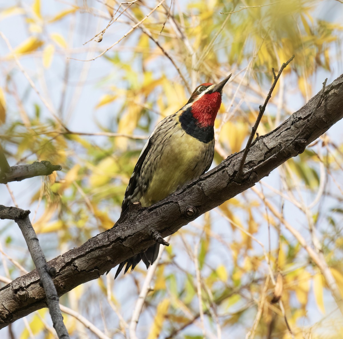Red-naped x Red-breasted Sapsucker (hybrid) - ML646859181
