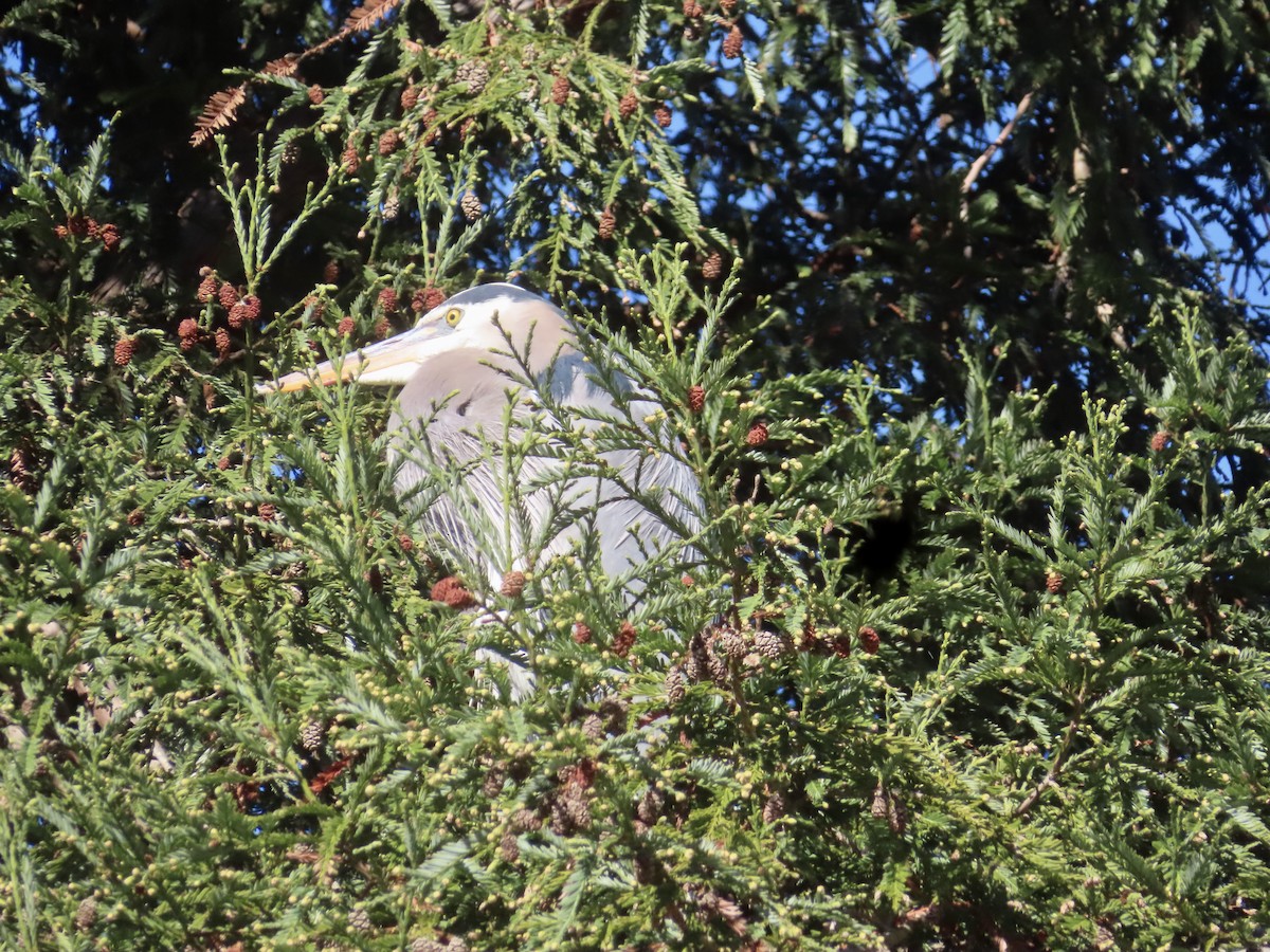 Great Blue Heron - ML646859184