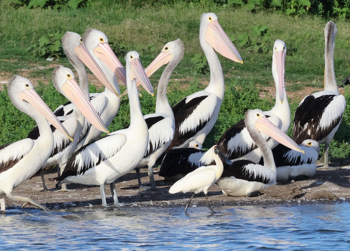 Royal Spoonbill - ML646859188