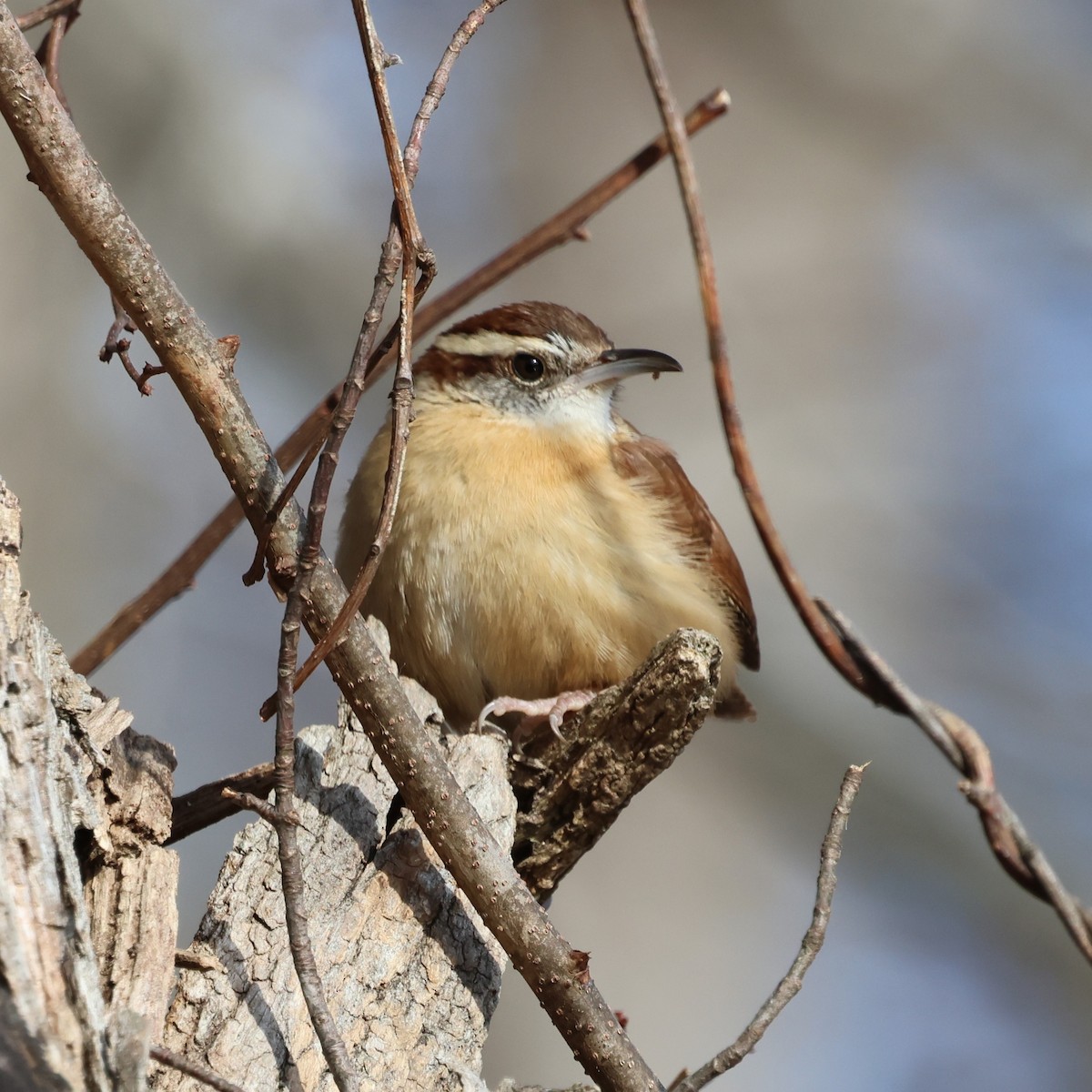 Carolinazaunkönig - ML646859189