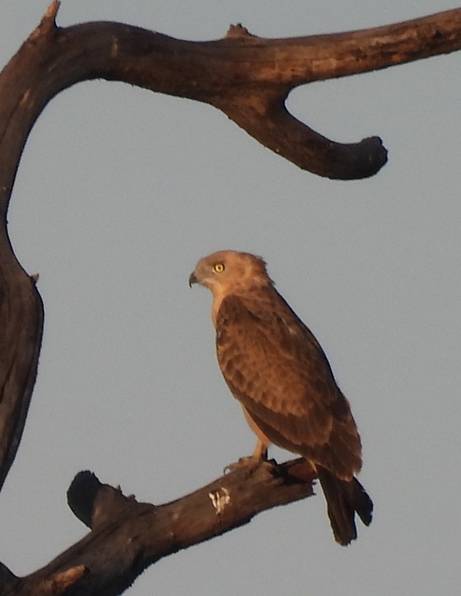 Western Banded Snake-Eagle - ML646859190