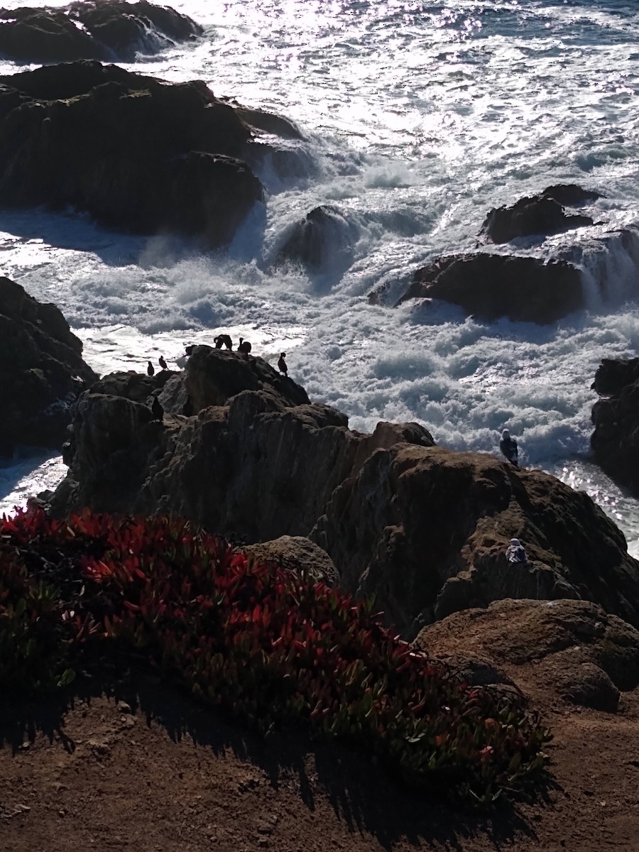 Pelagic Cormorant - ML646859192