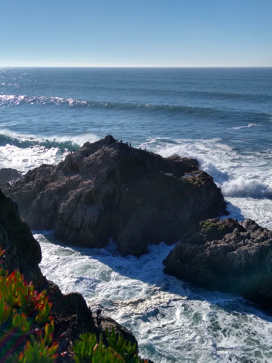 Pelagic Cormorant - ML646859193