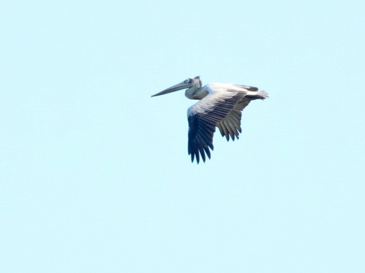 Spot-billed Pelican - ML646859195