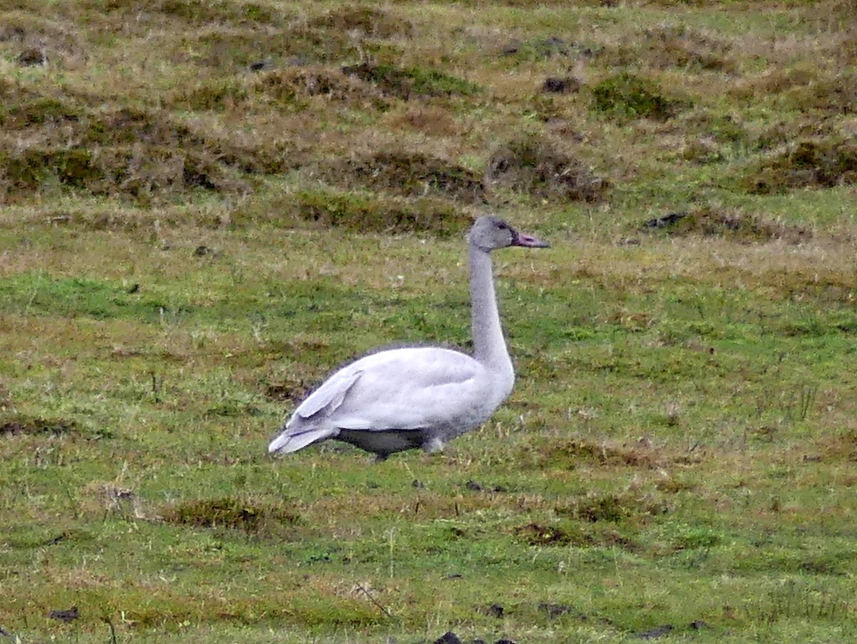 Trumpeter Swan - ML646859196