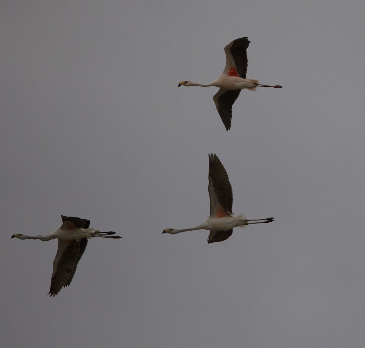 James's Flamingo - ML646859197