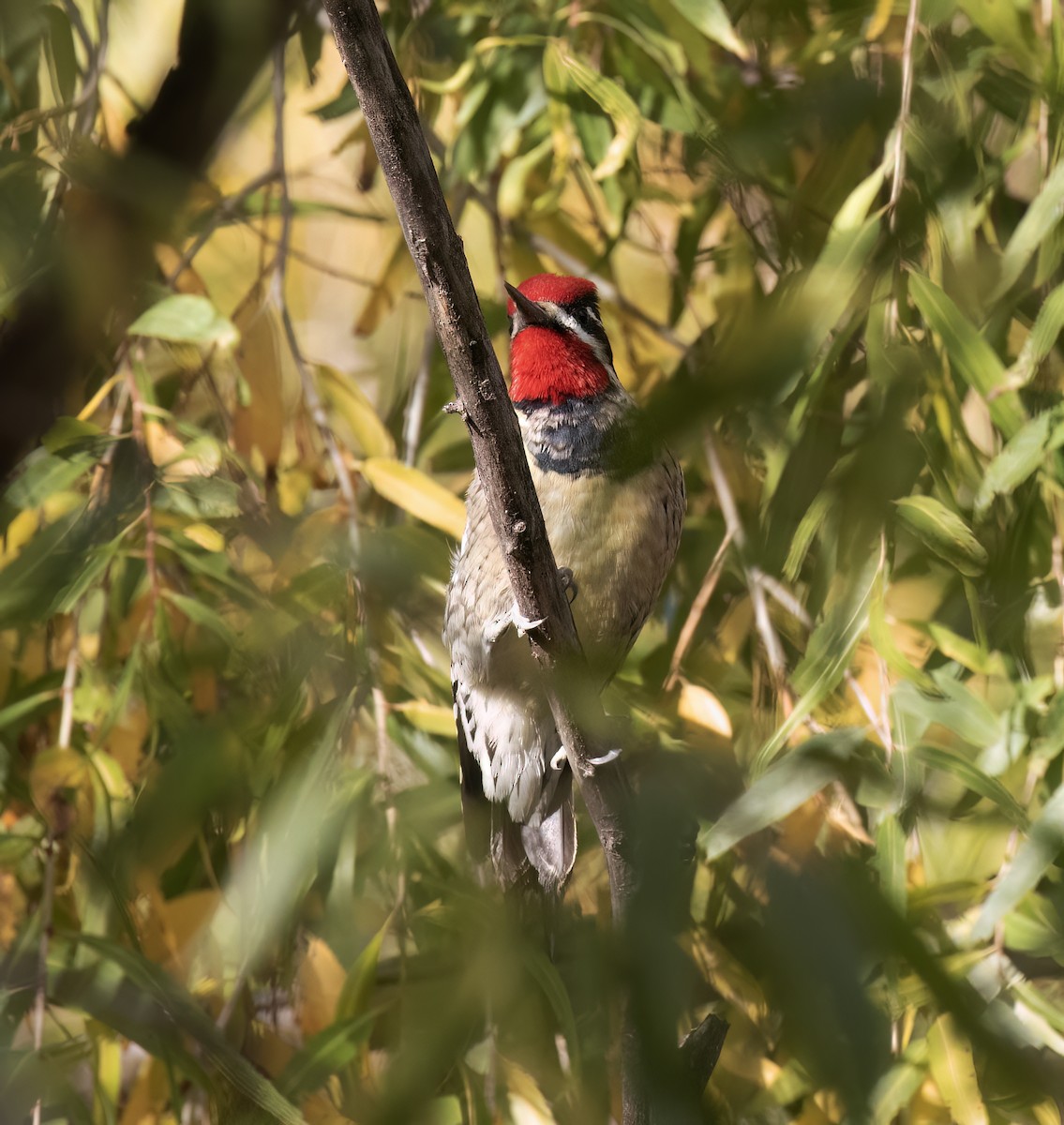 Red-naped Sapsucker - ML646859202