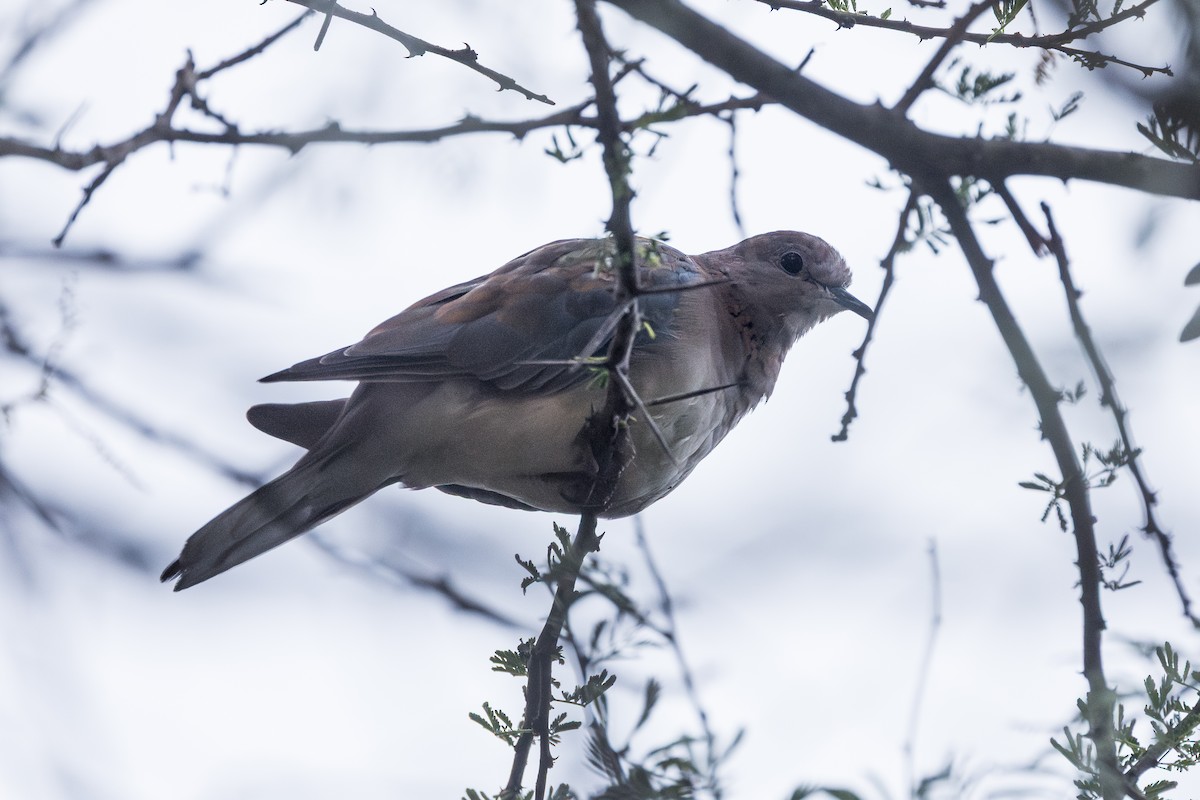 צוצלת - ML646859203