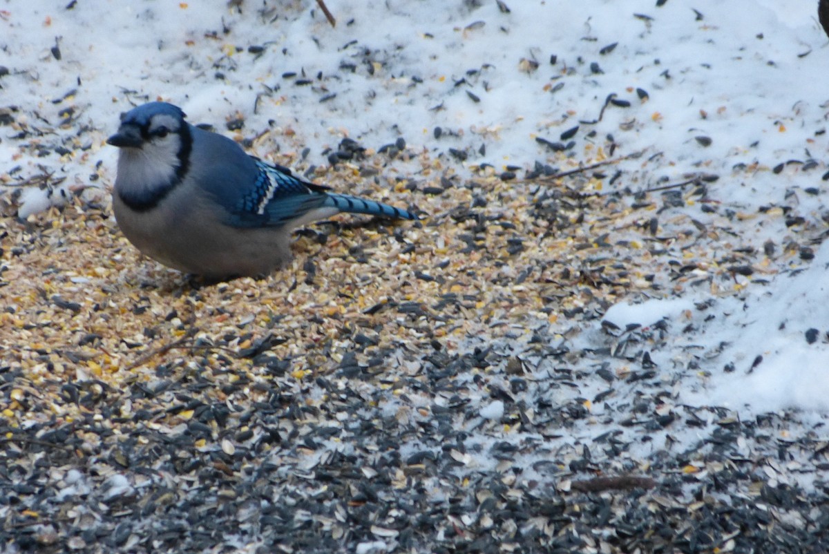 Blue Jay - ML646859204