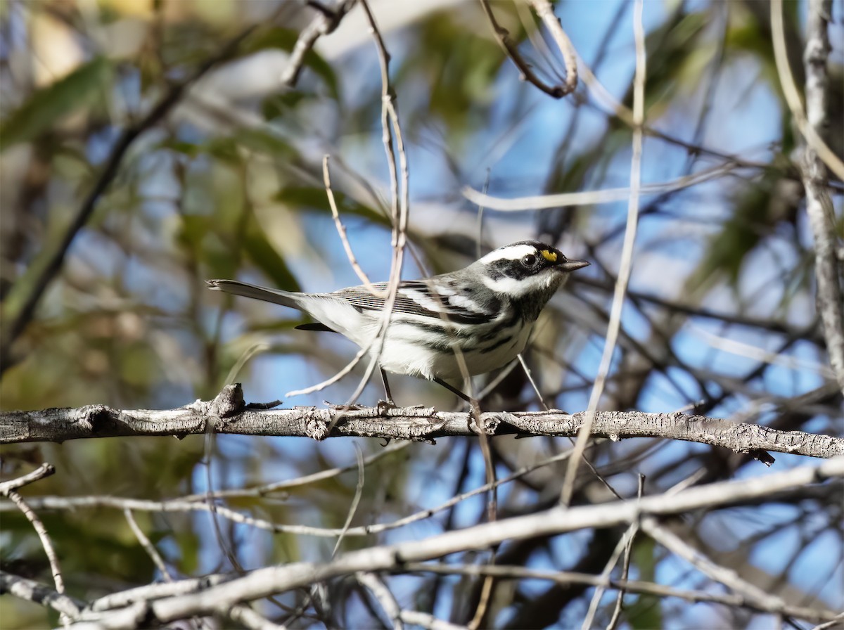 Black-throated Gray Warbler - ML646859214