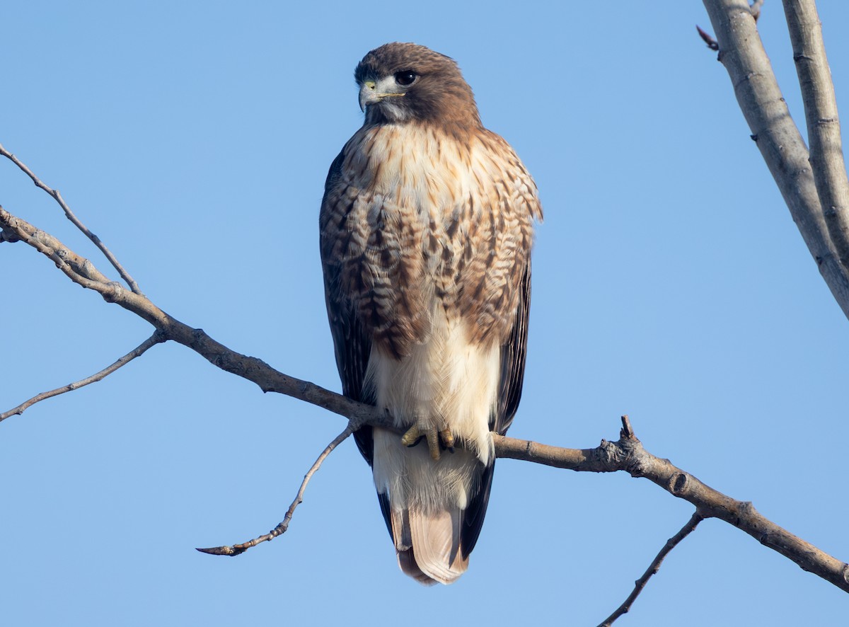 アカオノスリ - ML646859216