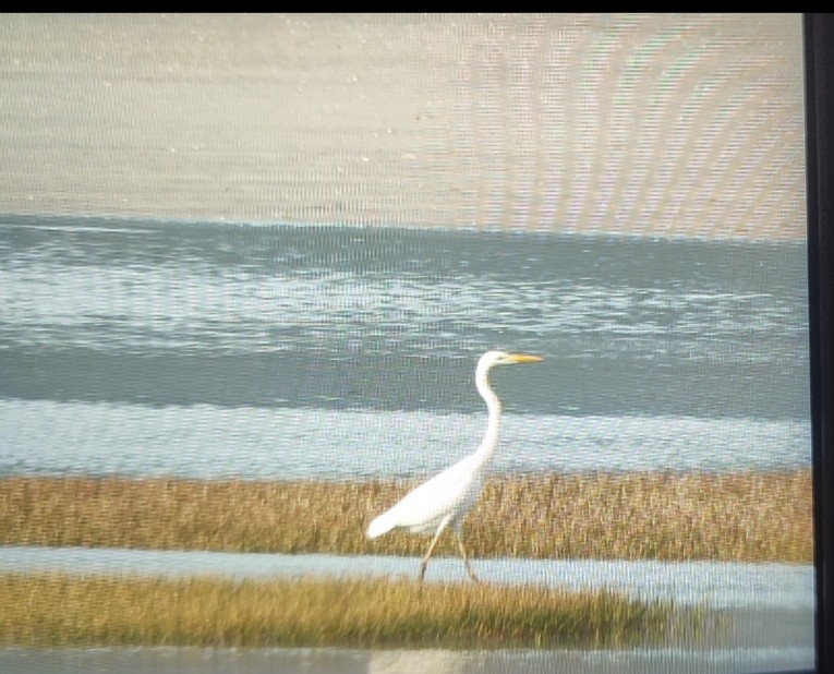 Silberreiher - ML646859217