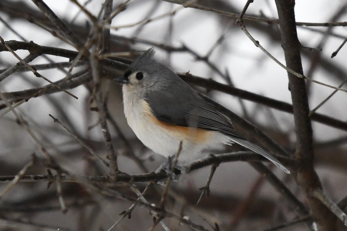 エボシガラ - ML646859220