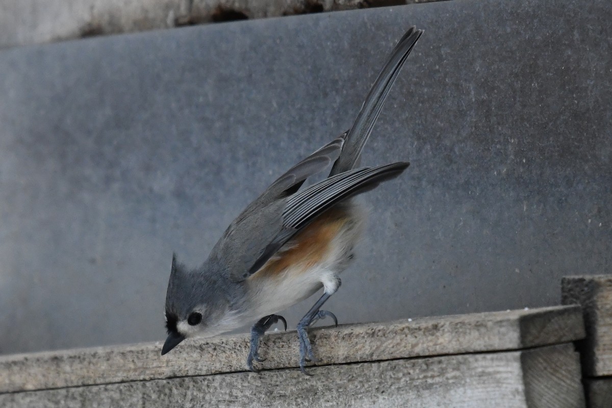 エボシガラ - ML646859221