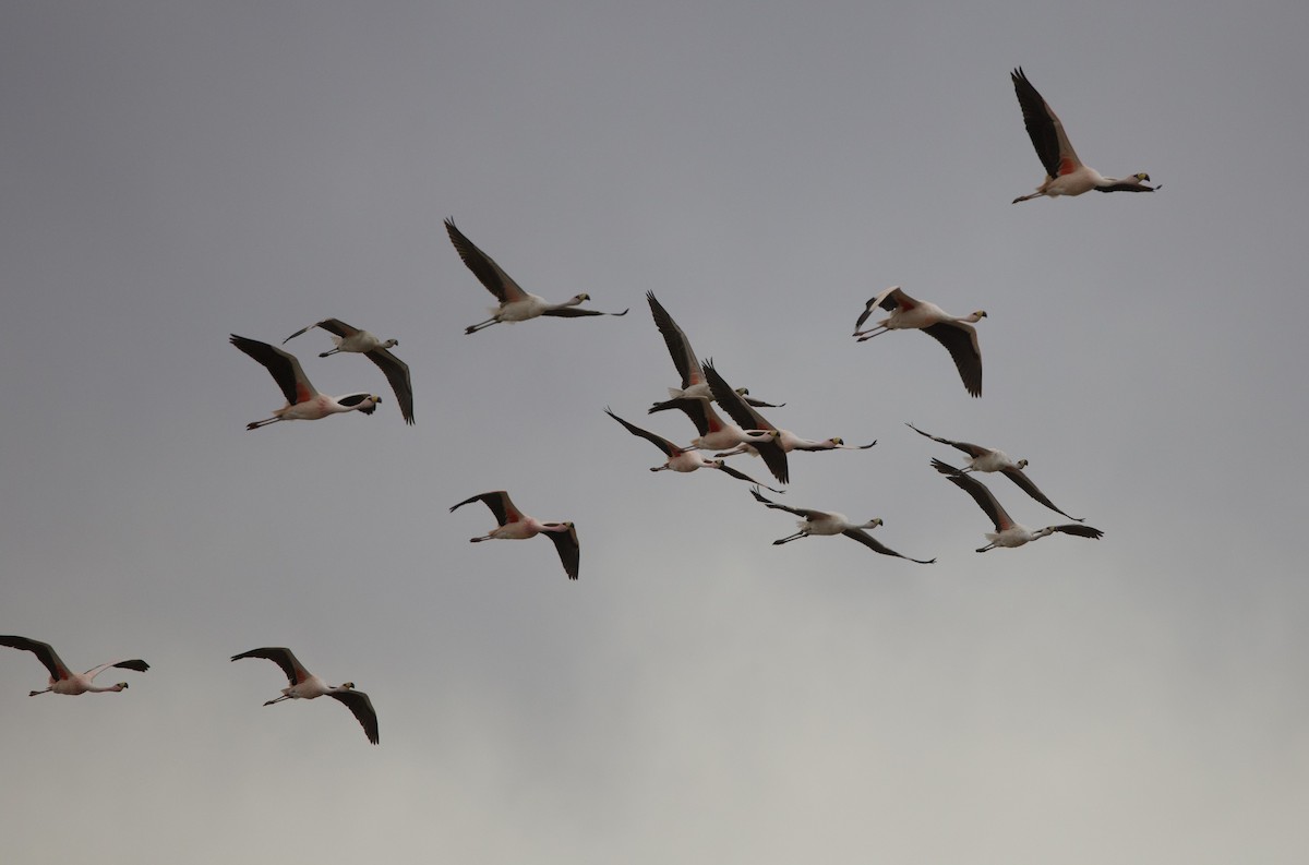 James's Flamingo - ML646859223