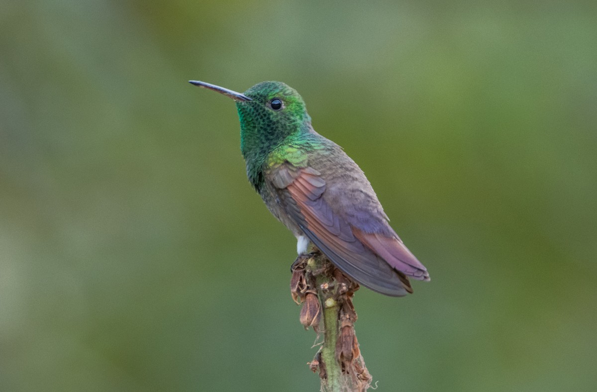 Berylline Hummingbird - ML646859226
