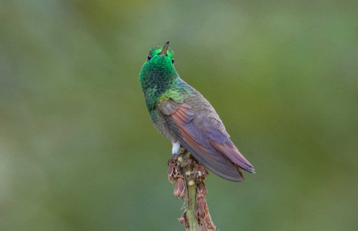 Berylline Hummingbird - ML646859227