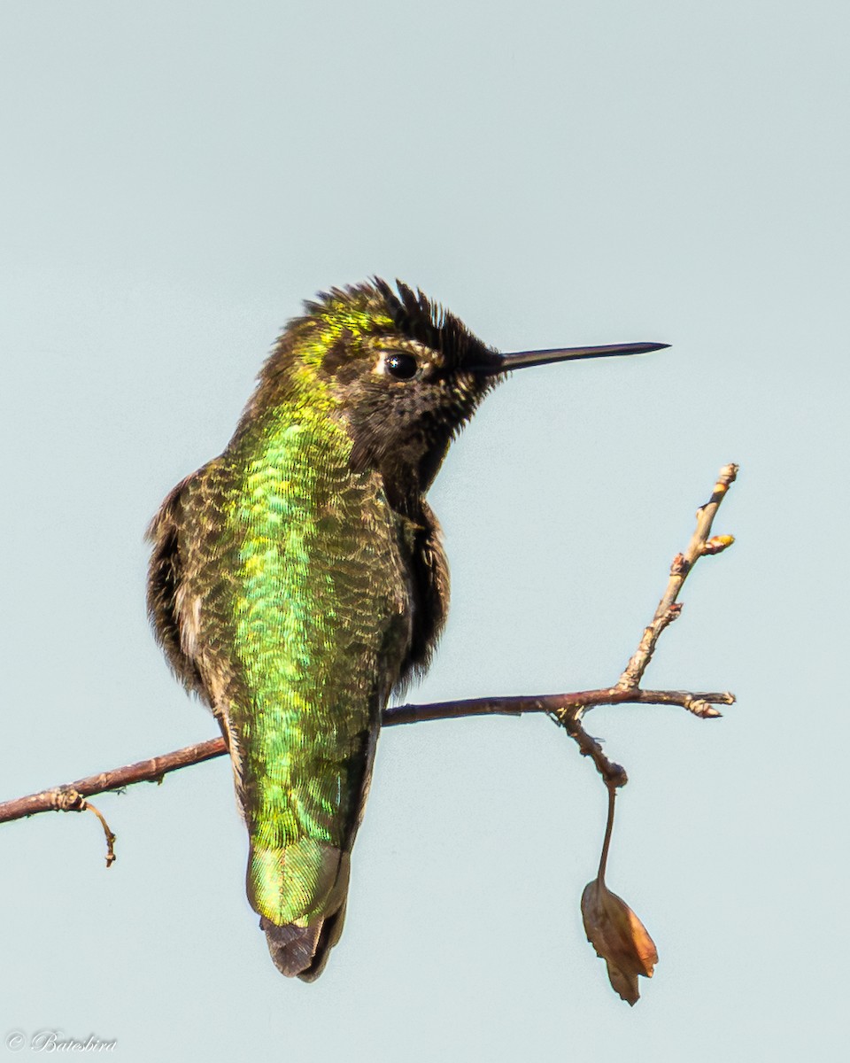 アンナハチドリ - ML646859228