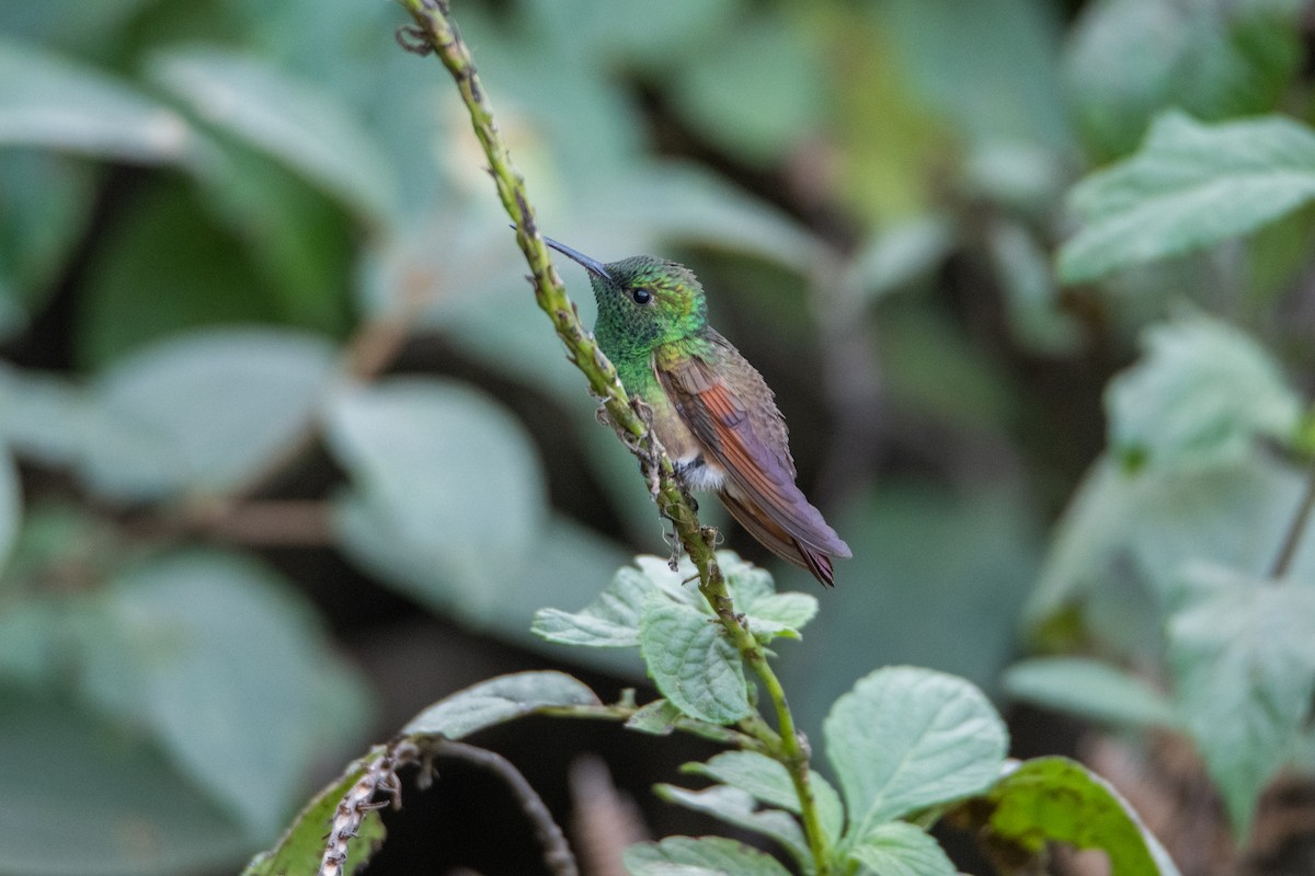 Berylline Hummingbird - ML646859229