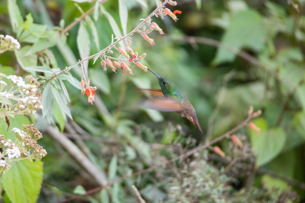 Berylline Hummingbird - ML646859230