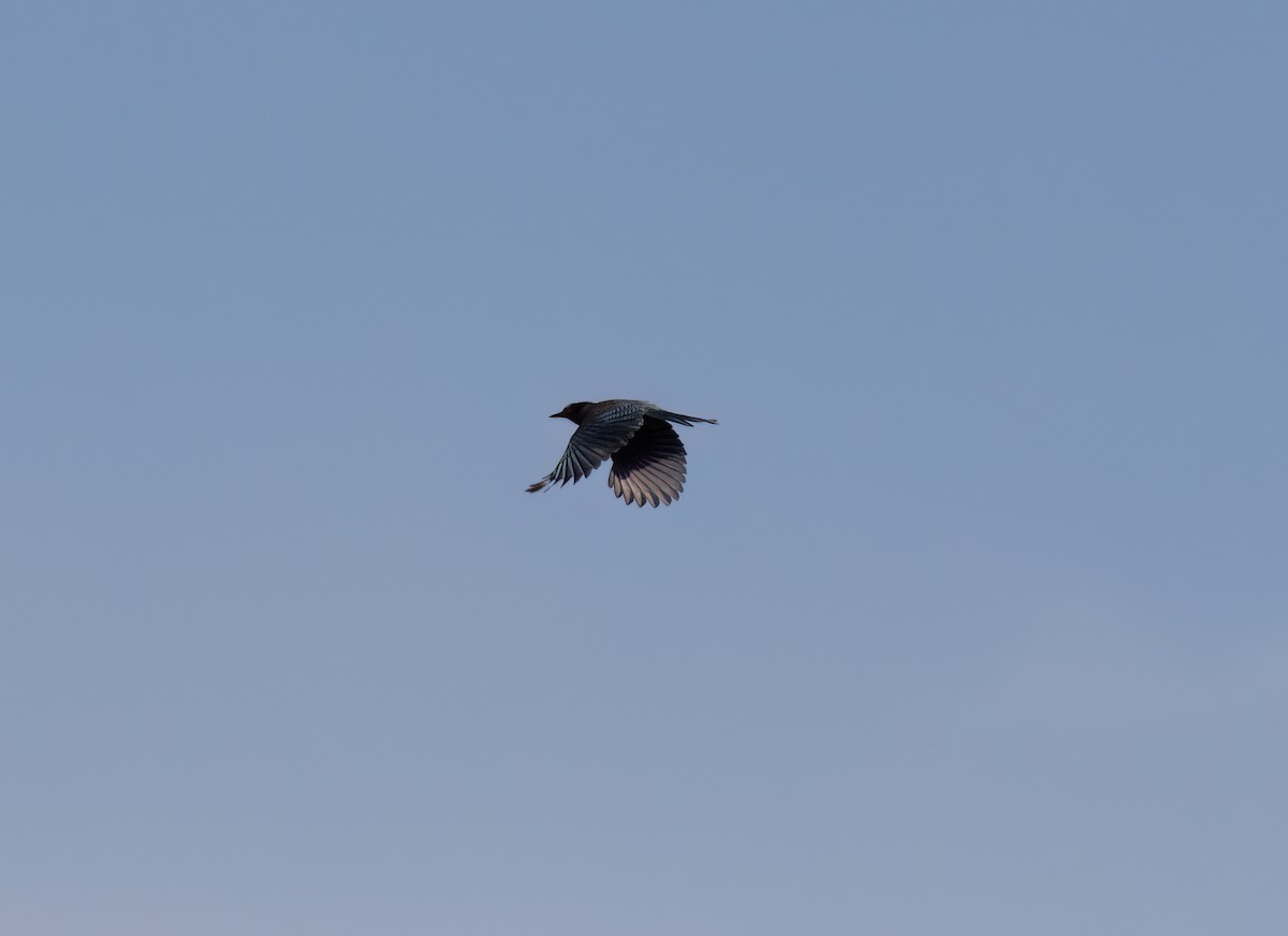 Стеллерова сойка - ML646859232