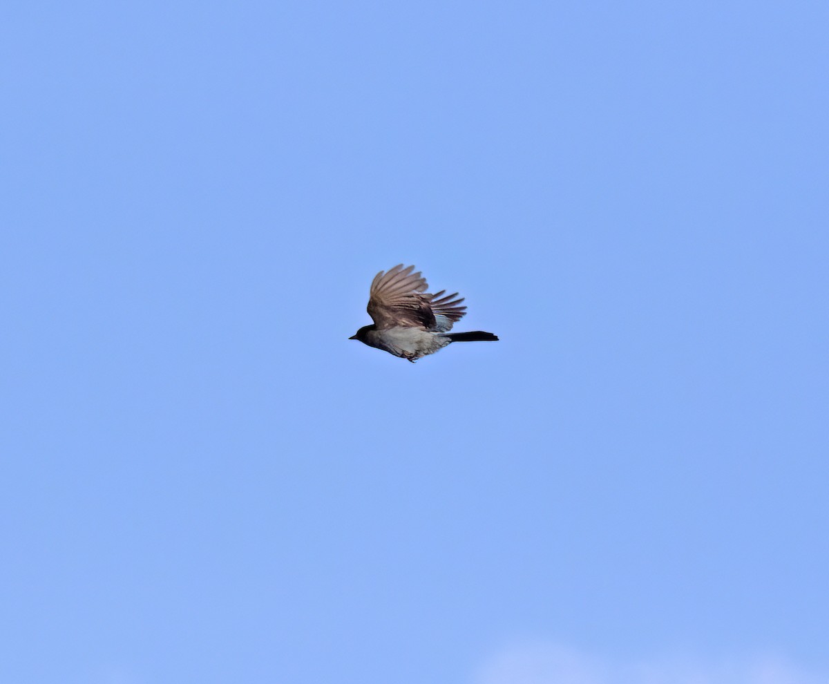 Стеллерова сойка - ML646859233