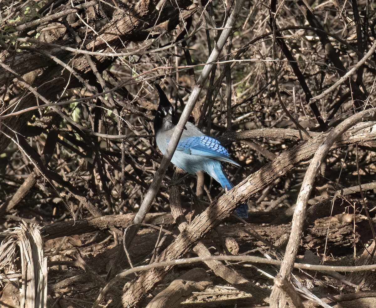 Стеллерова сойка - ML646859234