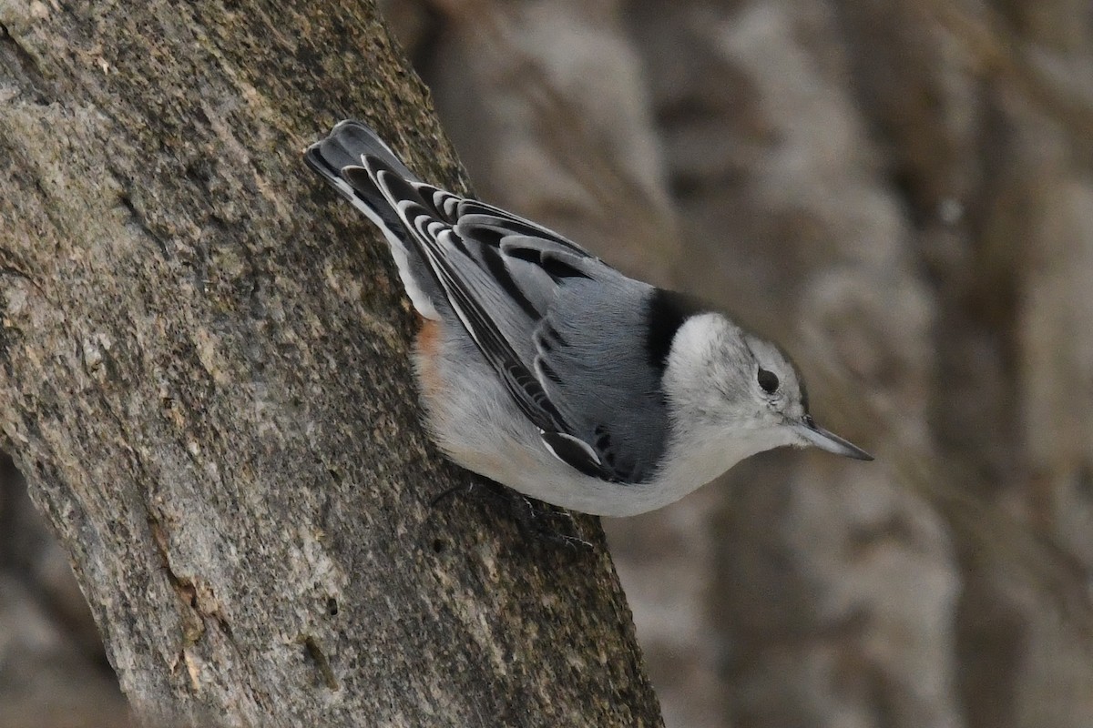 ムナジロゴジュウカラ（carolinensis） - ML646859236