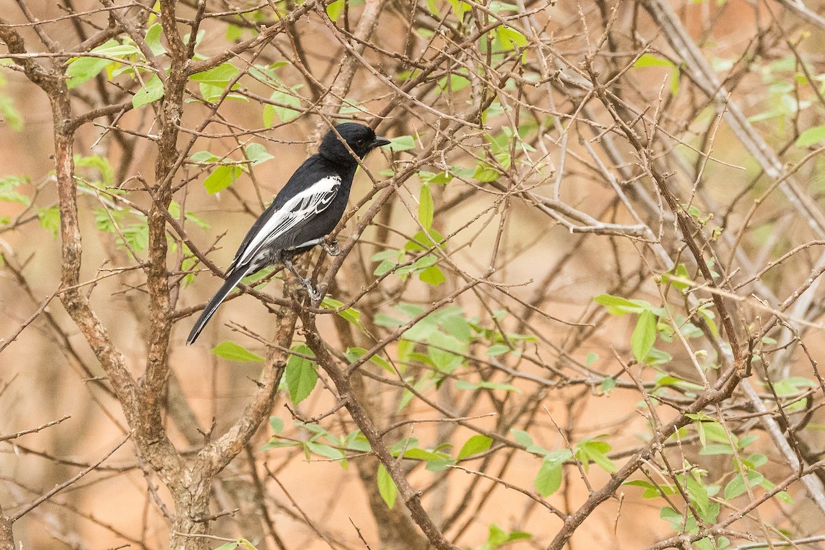 Southern Black-Tit - ML646859242