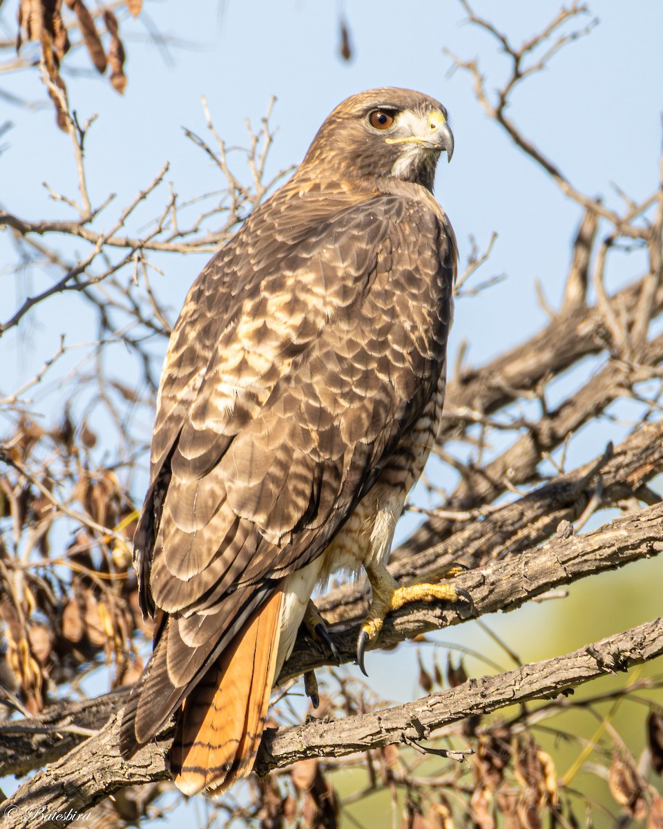 アカオノスリ - ML646859258