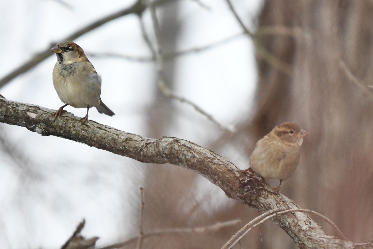 イエスズメ - ML646859259