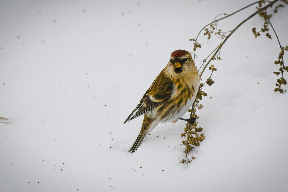 Redpoll - ML646859260