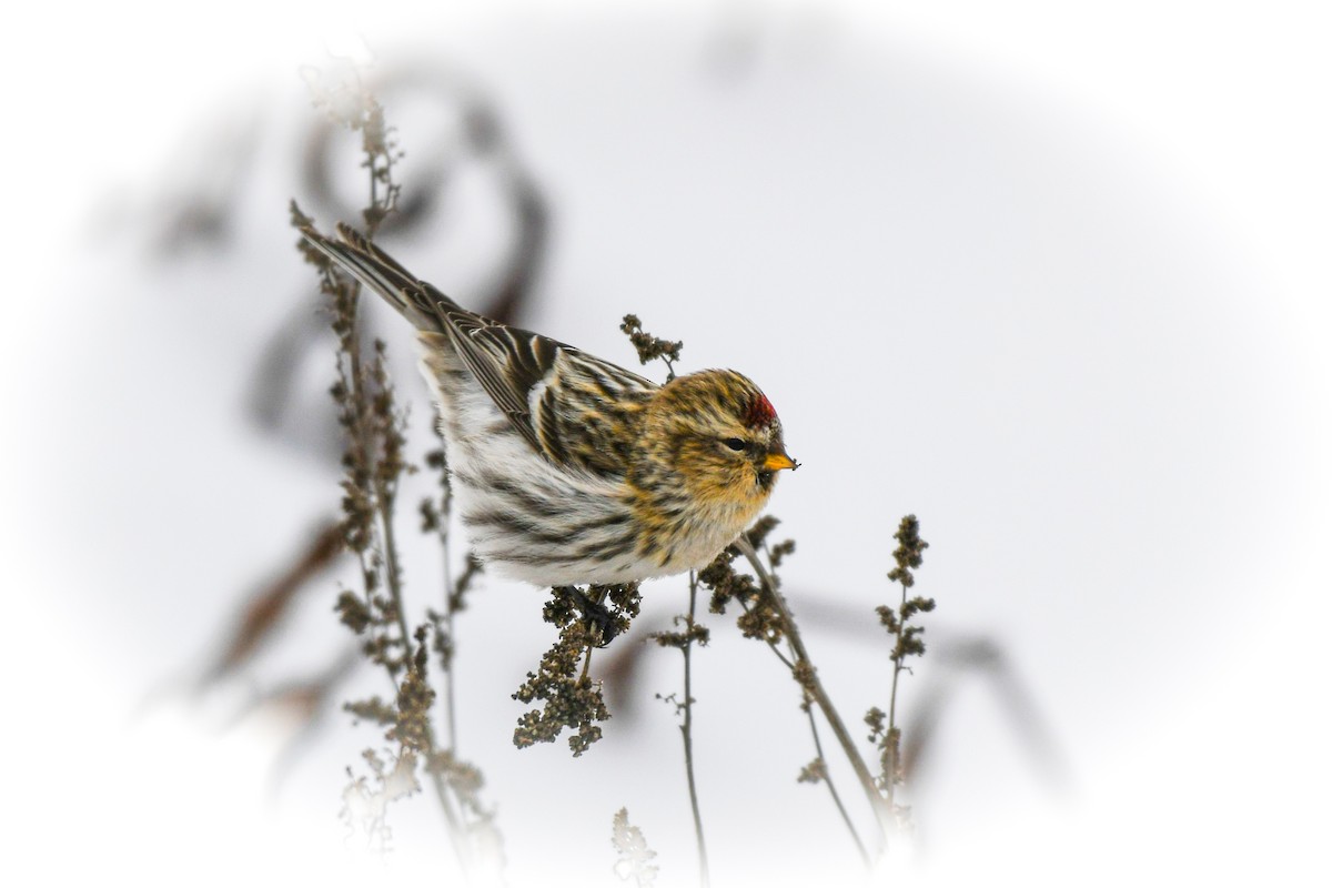 Redpoll - ML646859261