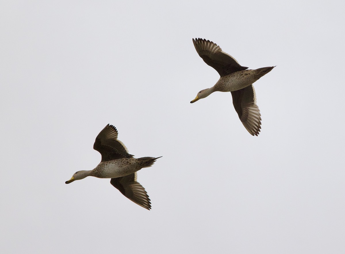 Шилохвіст жовтодзьобий - ML646859262