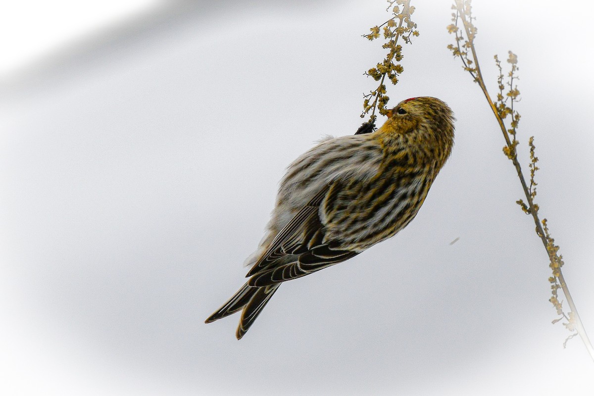 Redpoll - ML646859263