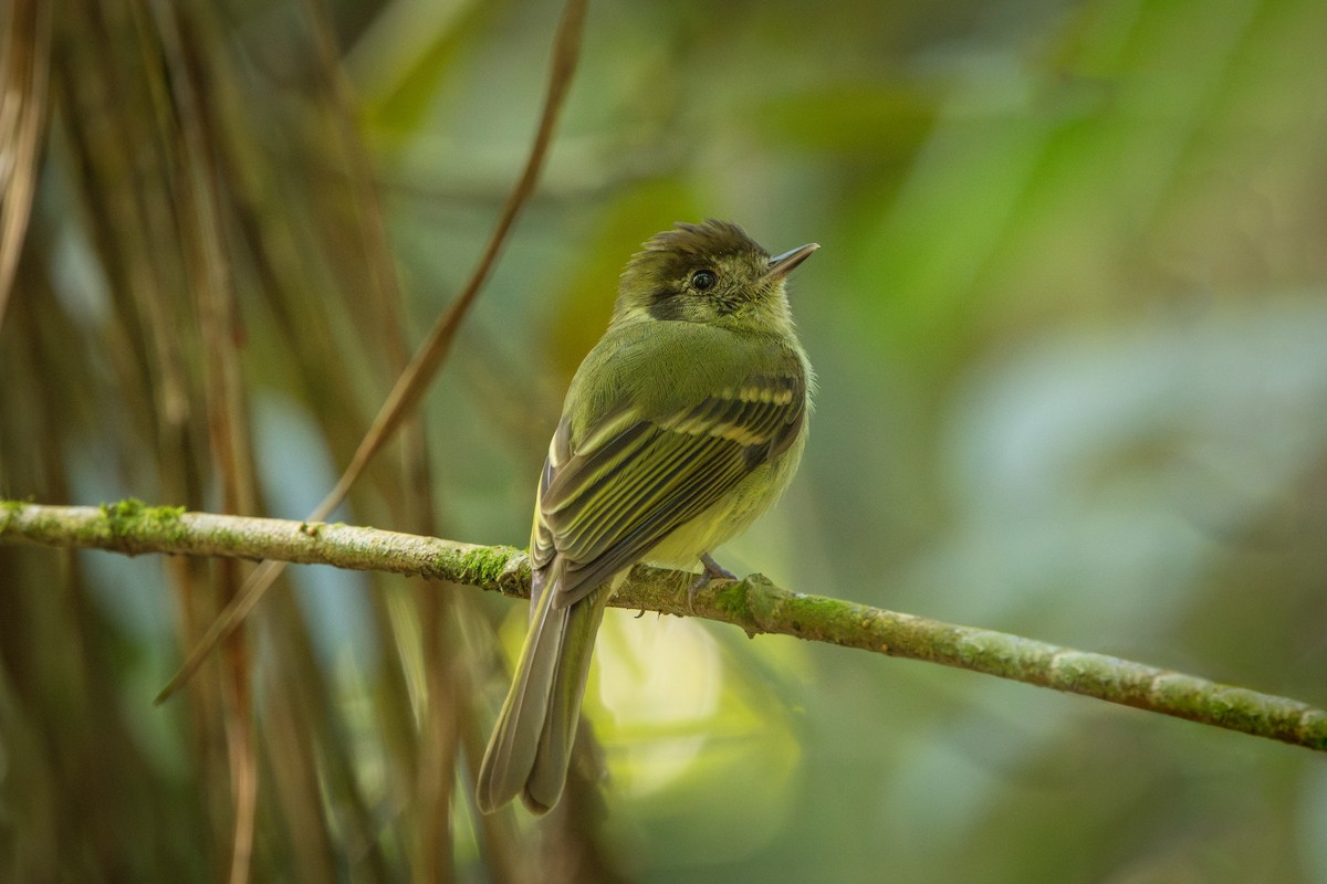Sepia-capped Flycatcher - ML646859264